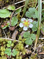 Fragaria hayatae