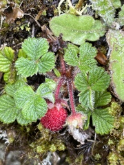 Fragaria hayatae