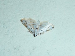 Neurophyseta