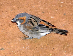 Passer rufocinctus