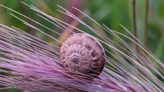 Xerosecta reboudiana