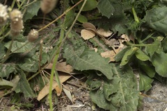 Picris rhagadioloides