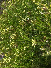 Raphanus raphanistrum raphanistrum