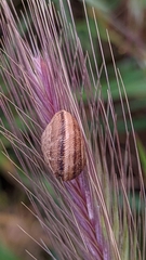 Xerosecta reboudiana