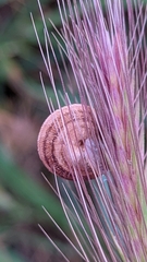 Xerosecta reboudiana