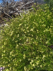 Raphanus raphanistrum raphanistrum