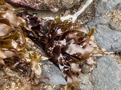Pachymenia dichotoma