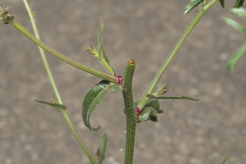 Image of Picris rhagadioloides by (c) Eleftherios Katsillis, some rights reserved (CC BY)