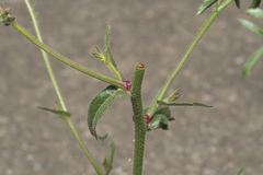 Picris rhagadioloides