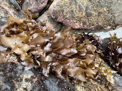 Pachymenia dichotoma