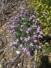 Matthiola sinuata