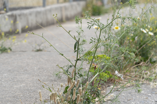 Image of Picris rhagadioloides by (c) Eleftherios Katsillis, some rights reserved (CC BY)