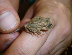 Strabomantis ruizi