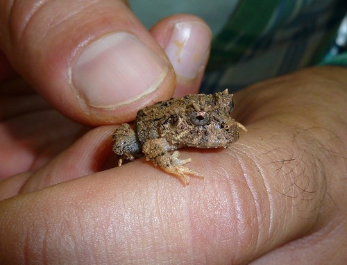 Ruiz's Robber Frog, Strabomantis ruizi