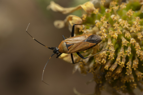 Variable mirid photo 3