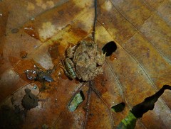 Strabomantis ruizi