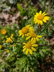 Senecio