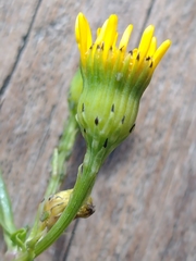 Senecio