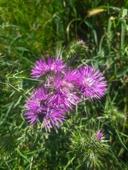 Galactites tomentosus