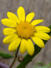 Senecio
