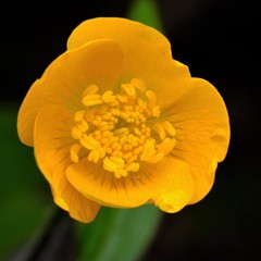Ranunculus lanuginosus