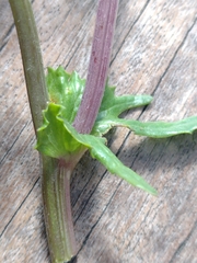 Senecio