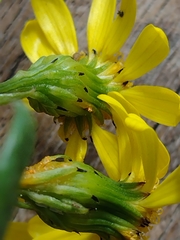 Senecio