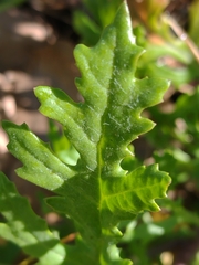 Senecio