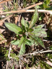 Senecio