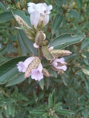 Strobilanthes kunthiana