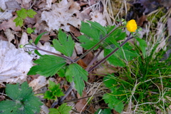 Ranunculus lanuginosus