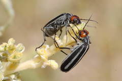 Epicauta erythrocephala