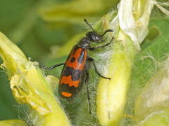 Hycleus chodschenticus