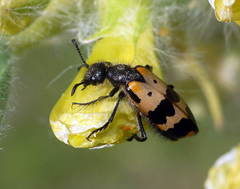 Hycleus chodschenticus