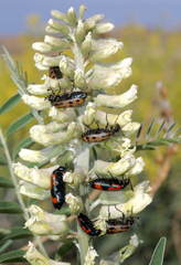 Hycleus quatuordecimpunctatus