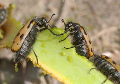 Hycleus quatuordecimpunctatus