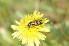 Hycleus quatuordecimpunctatus