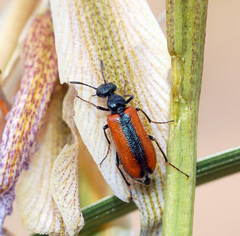 Lydulus semipurpureus