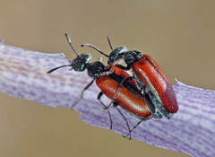 Lydulus semipurpureus
