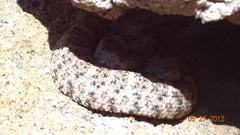 Crotalus pyrrhus
