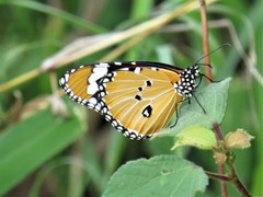 Danaus chrysippus