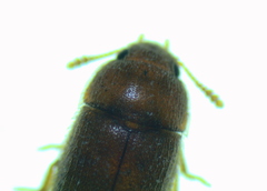 Typhaea stercorea