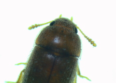 Typhaea stercorea