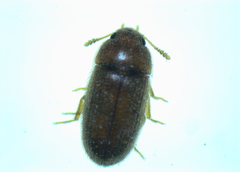 Typhaea stercorea