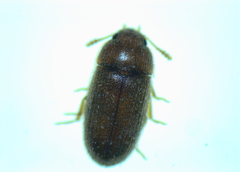Typhaea stercorea