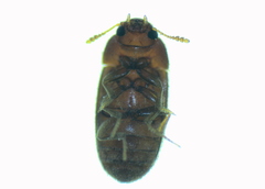 Typhaea stercorea