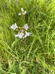 Cardamine pratensis