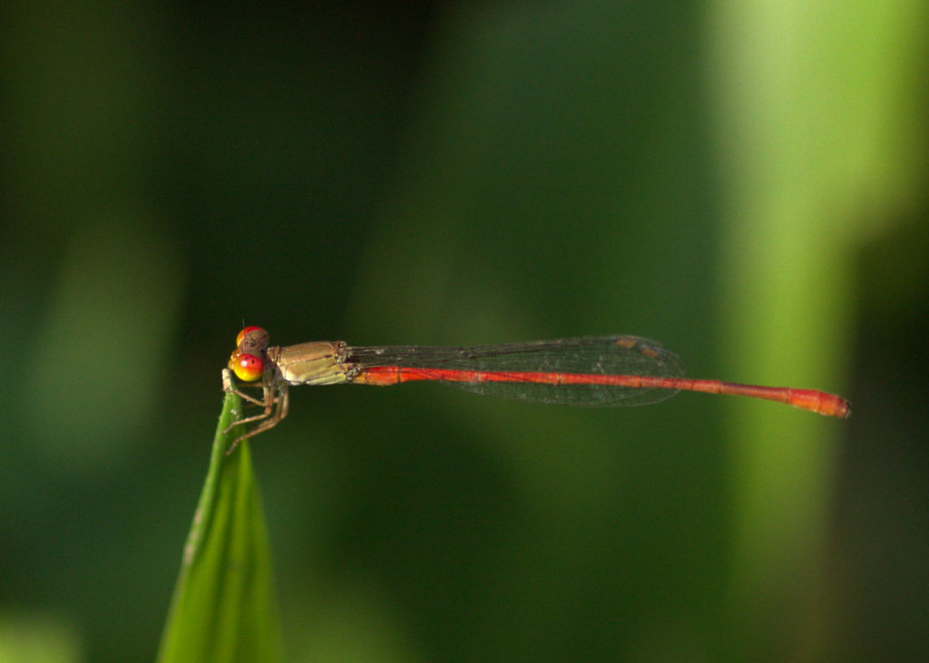 Ceriagrion praetermissum