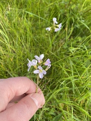 Cardamine pratensis
