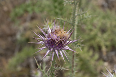 Onopordum boissierianum